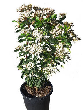 Калина лавролистная 