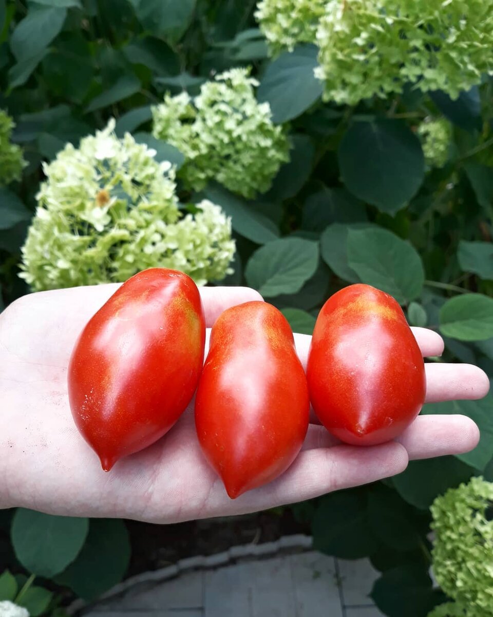 Новые сорта томатов на 2020 год