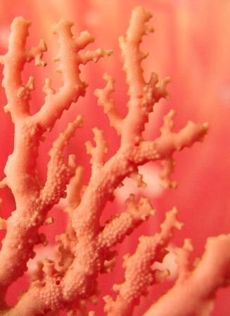 "Living Coral".