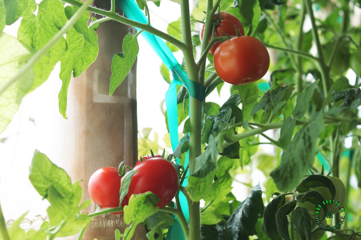 Томат "Красная россыпь"