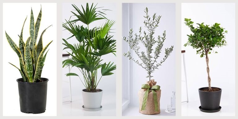 Кто сказал, что деревья нужны только для улицы? Идеально подходящее для простой комнаты, уютной квартиры или даже того уголка, с которым вы просто не знаете, что делать, комнатное дерево - долгожданное дополнение к любому дому. Дерево-домик - эффектный, но простой способ освежить любое пространство. Если вы скептически относитесь к тому, что комнатное дерево может вписаться в вашу жизнь (или квартиру), читайте варианты, основанные на образе жизни и предпочтениях. 