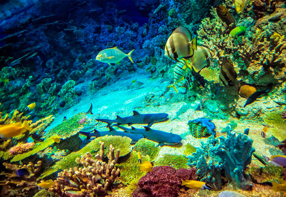 Невозмутимые местные обитатели