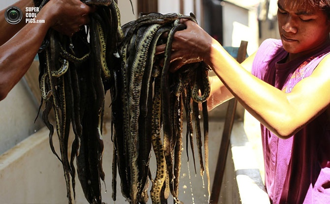 Рабочие вытаскивают змей из воды.