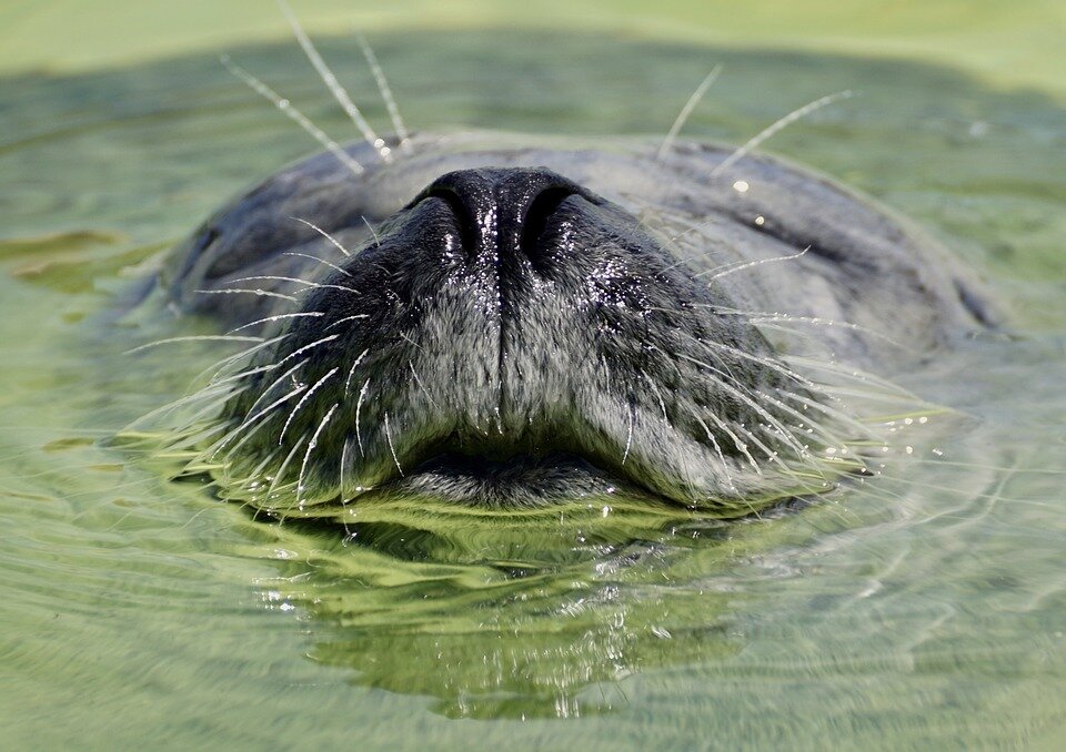 Фото: pixabay.com
