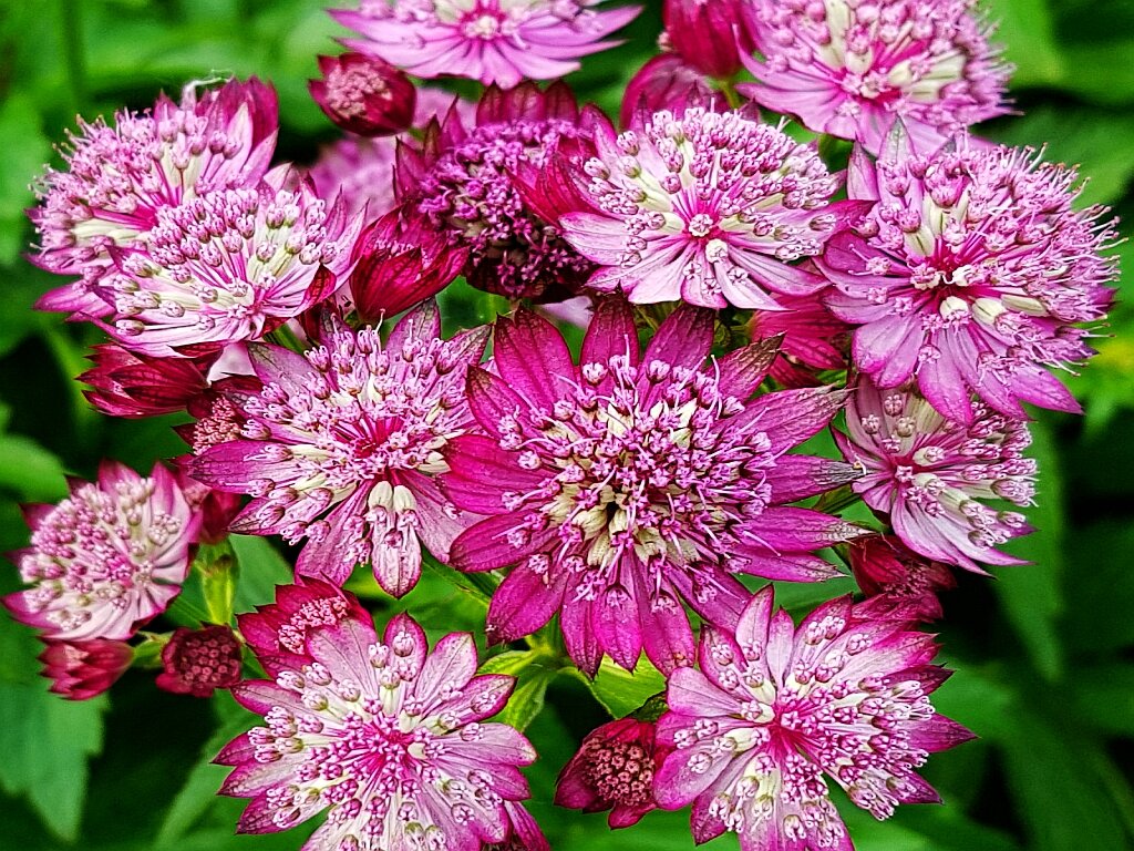 Астранция фото. Астранция Руби Веддинг. Астранция Major ‘Claret’. Астранция Astrantia Major Claret. Астранция пурпурная.