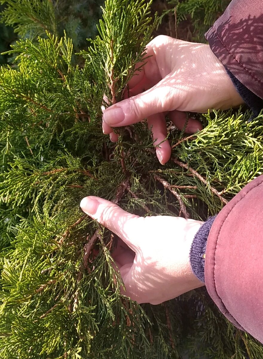 Отрываем черенок