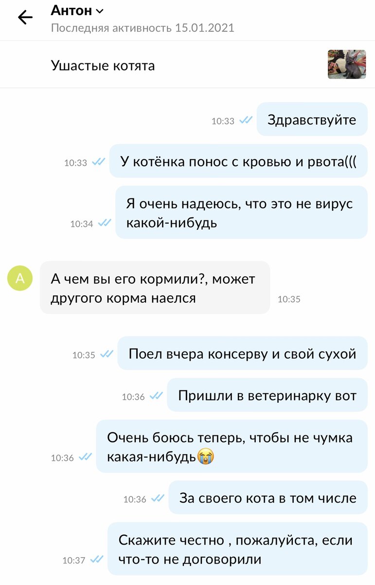 Как отреагировали разведенцы на мою просьбу вернуть деньги за больного  котенка: показываю переписку | Динара и коты | Дзен