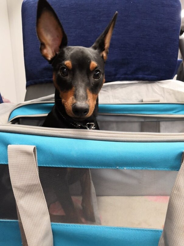 Тульский Алмаз Шелдонн, собака моего разведения