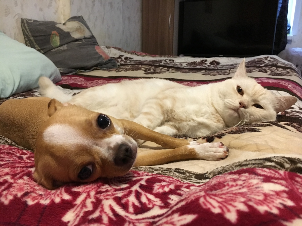 Чарли и Сиба