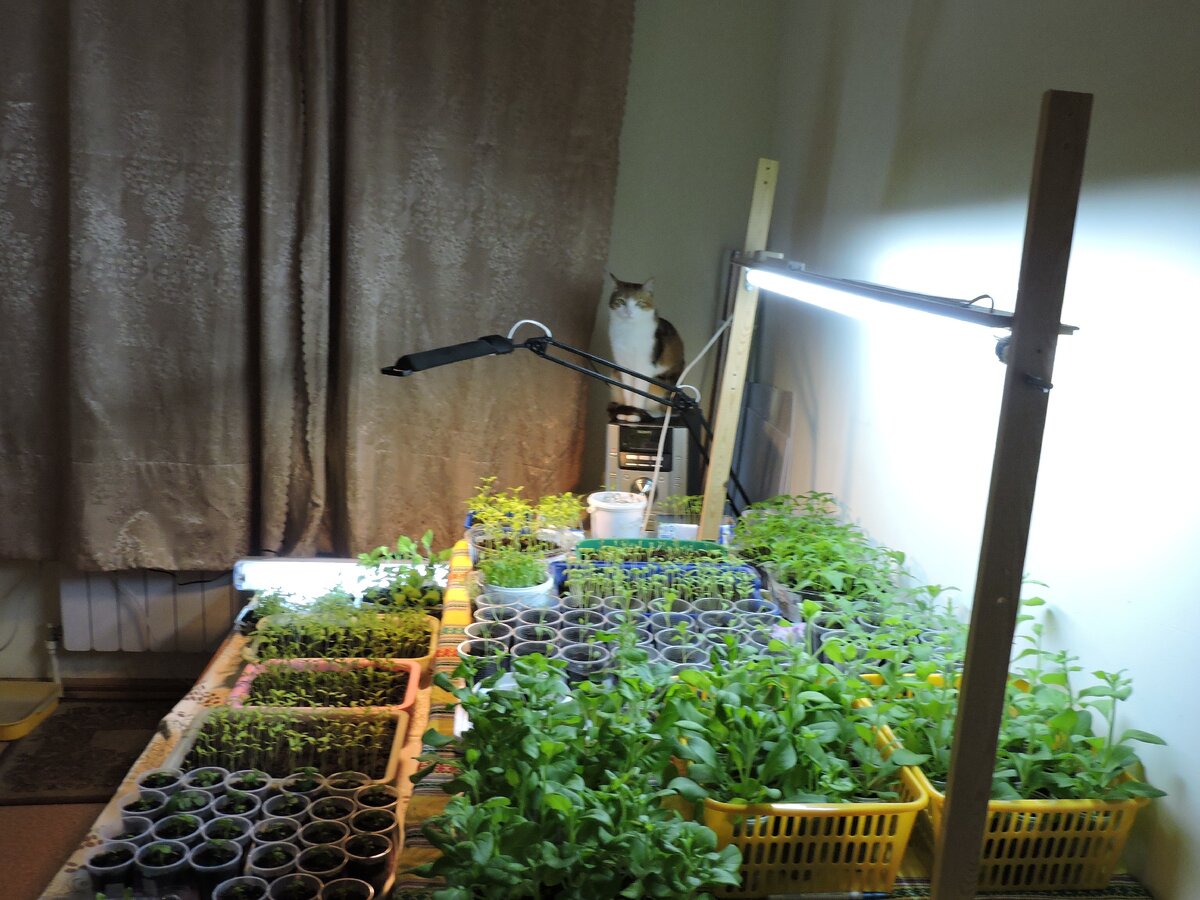 Сначала я выращивала рассаду в комнате на столе. Фото взято с моей страницы в "Одноклассниках"