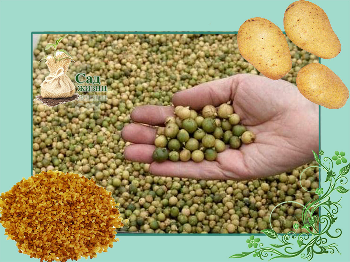 Что вы не знаете о семенном размножении картофеля