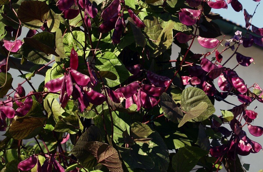 Источник фото: Яндекс. Картинки