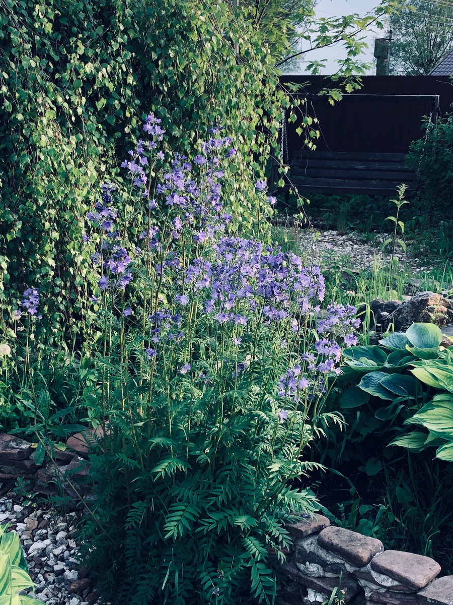 Красивый, но неизвестный мне цветок, выглядит во время цветения. Фото автора. 