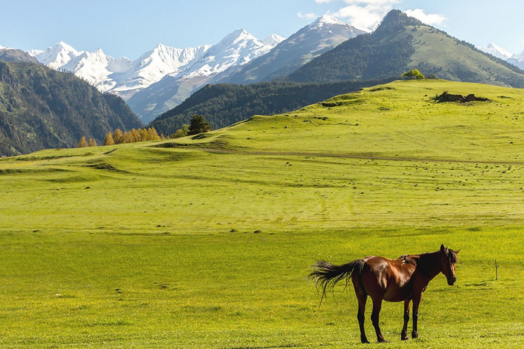 Высокогорные пастбища Тушети и Пшави