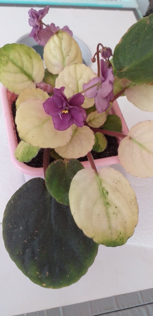 фиалка РЕЧКА ТАРУСА. фото автора