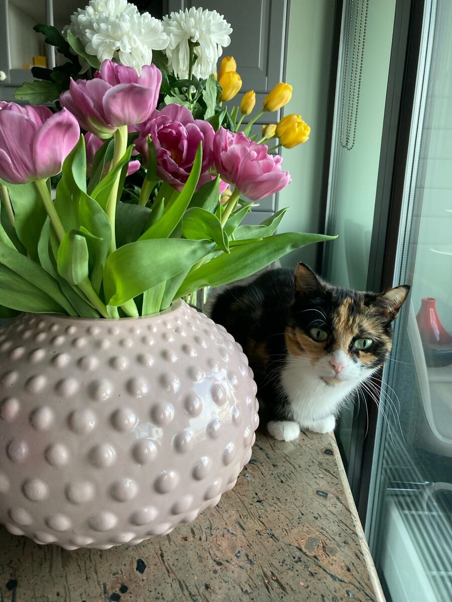 Кошечка Рябинка, которая уехала из приюта домой 29 марта 2019 года: «Дрыхнем, валяемся и бездельничаем!)) А, и ещё наслаждаемся цветочками🌸» И никаких вредных веществ!☝🏻