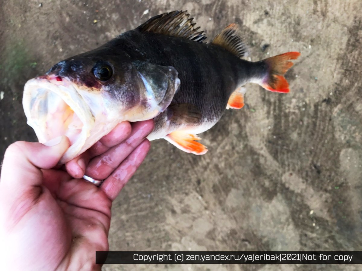 Они и поражают рыб.