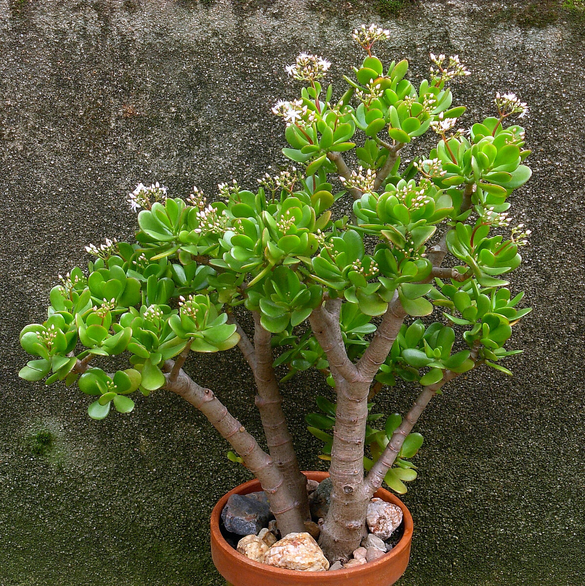 Фото толстянки.