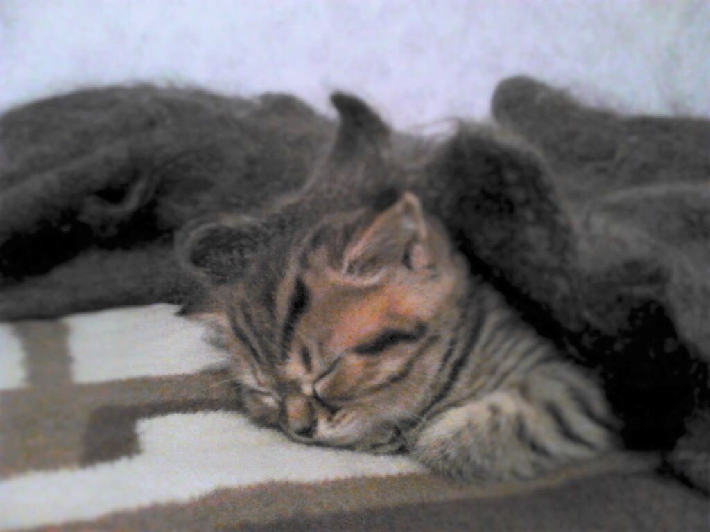 Сладкий сон