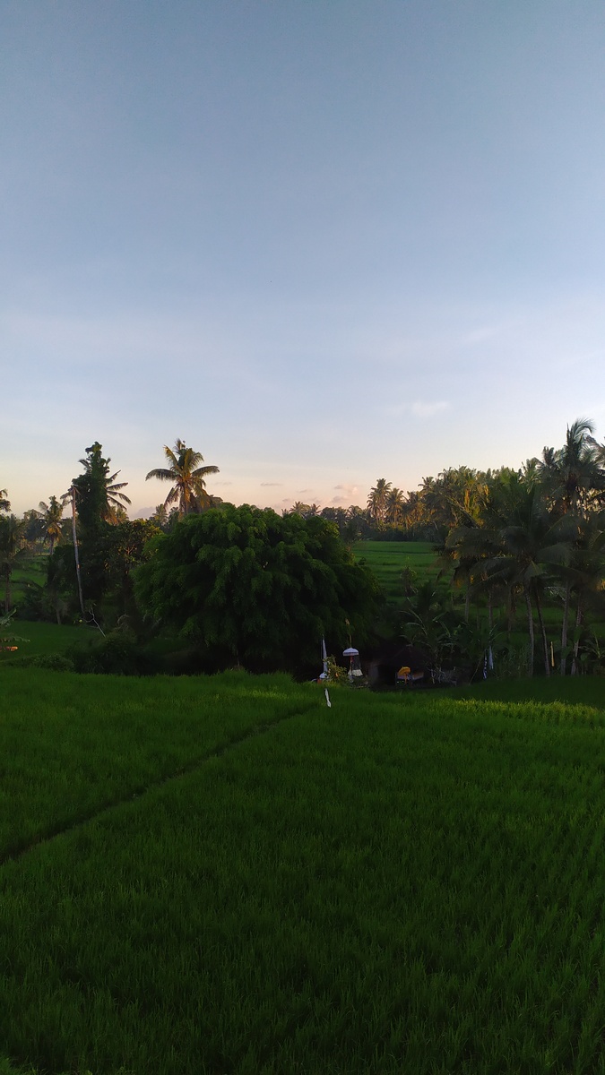 Рисовые чеки на закате.