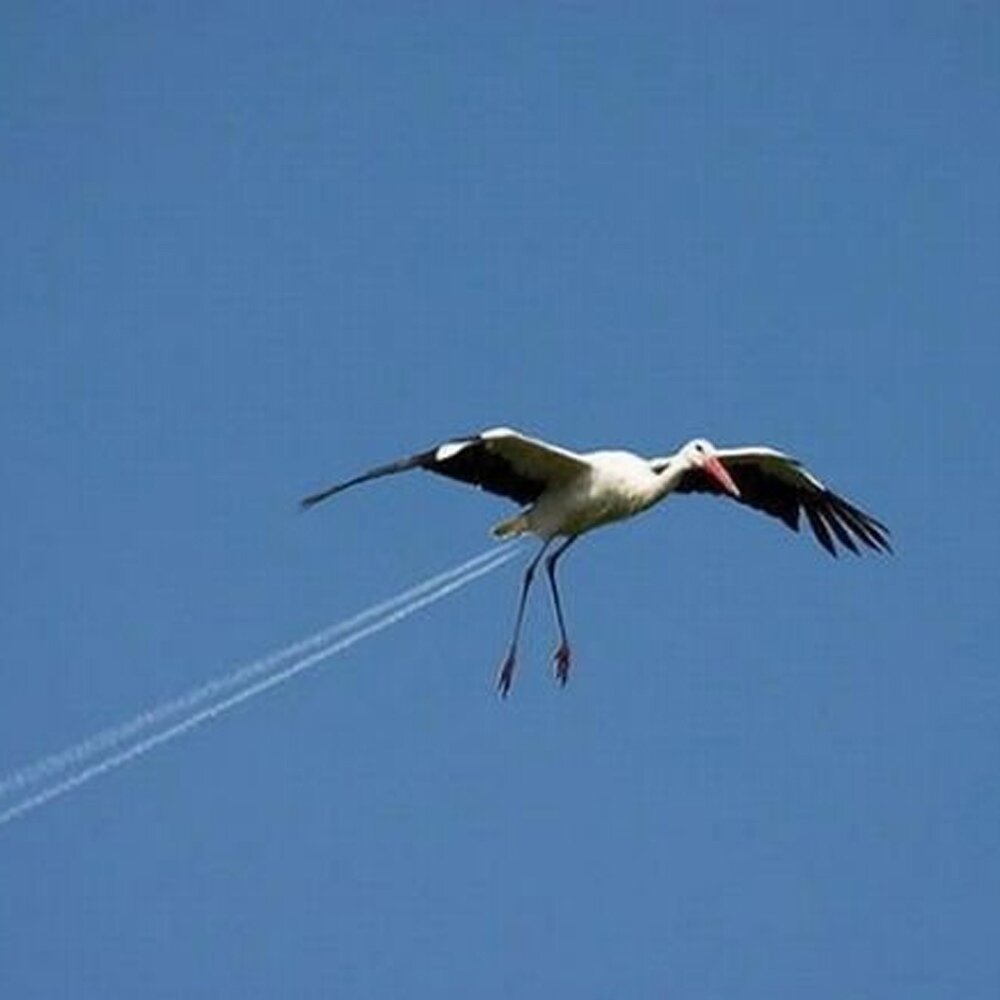 На реактивной тяге 