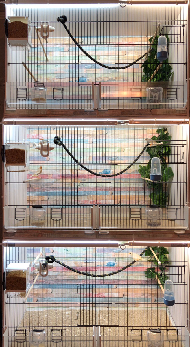 Самодельные боксы питомника «Золотой Клювик»