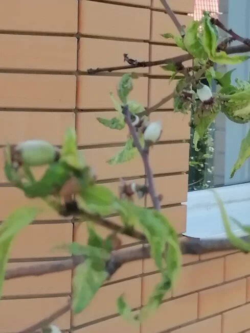 На персике, заболевшем кучерявостью сохранились плоды.