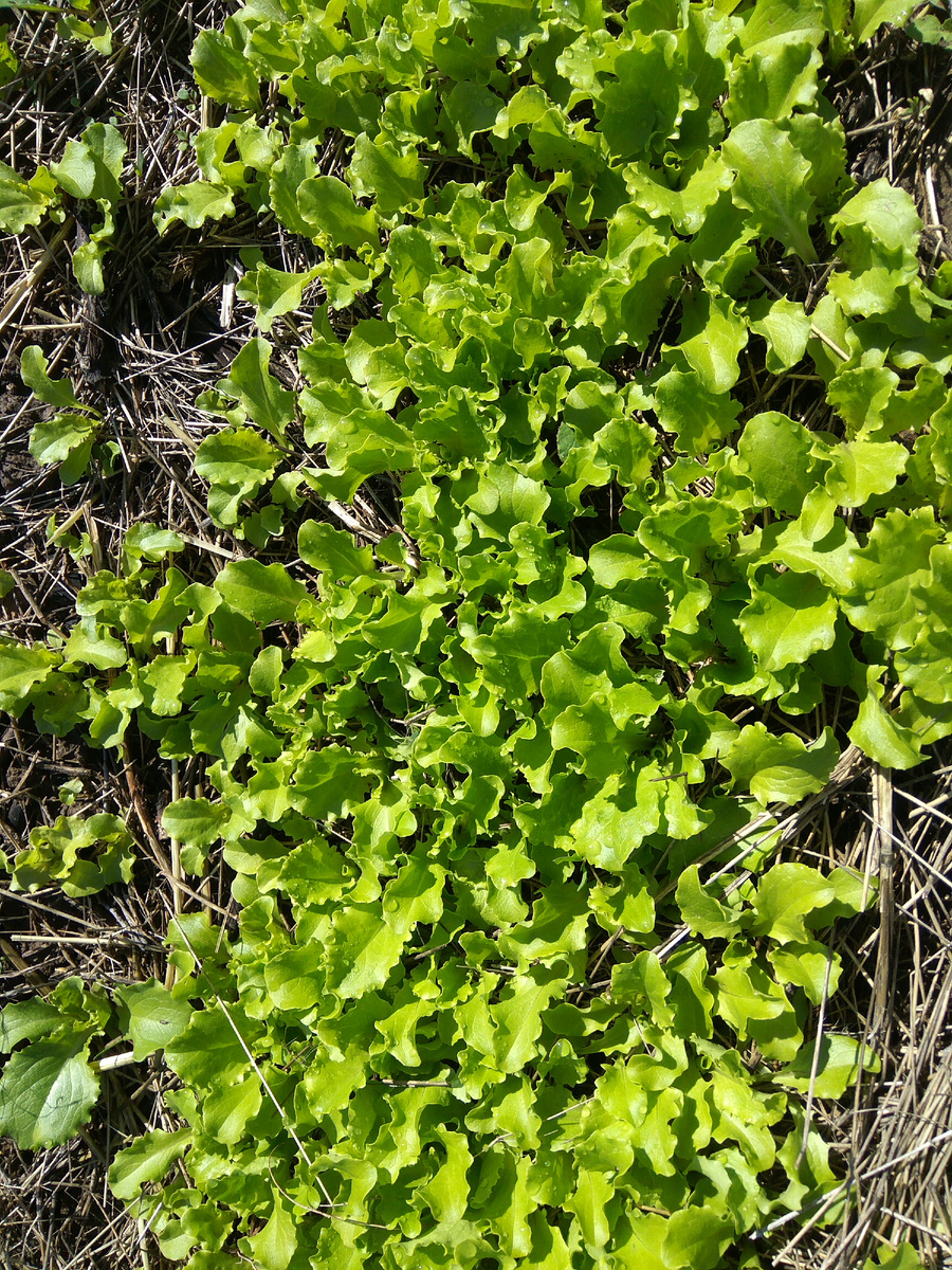 Первые весенние витамины на подходе.