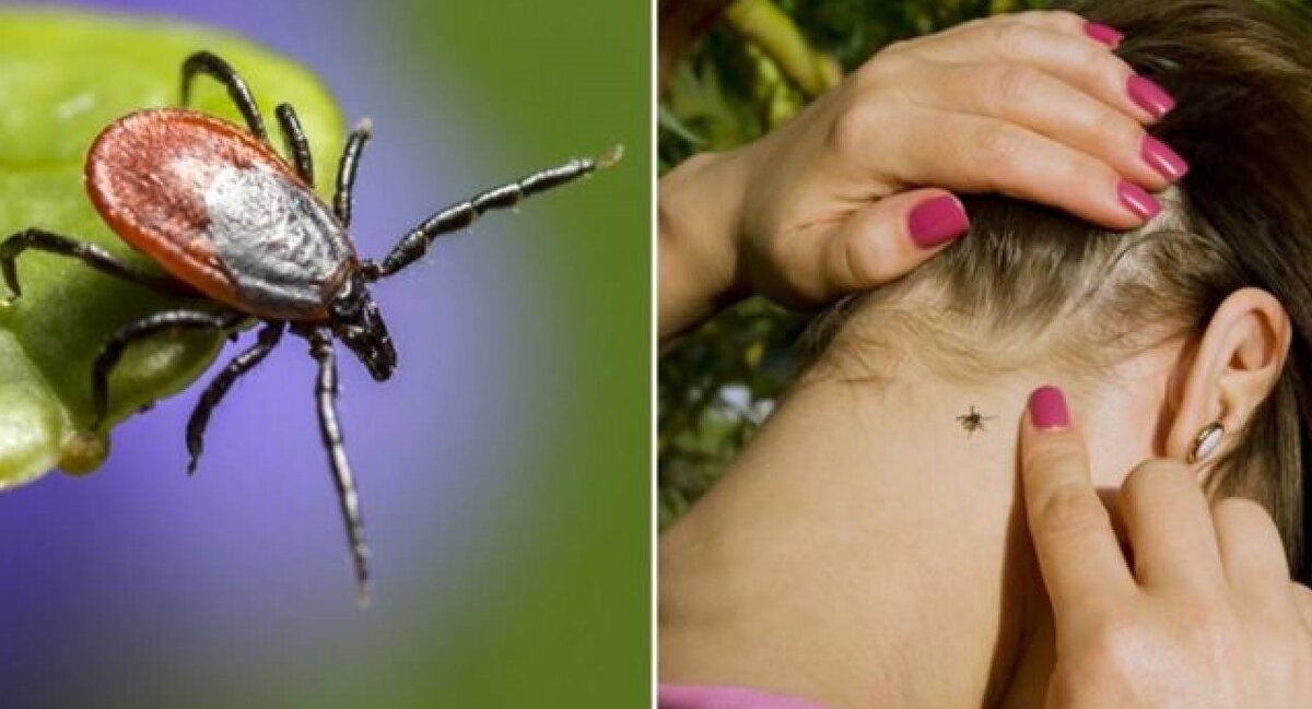 Клещ ждёт... Фото из интернета: http://s13.ru/ru 