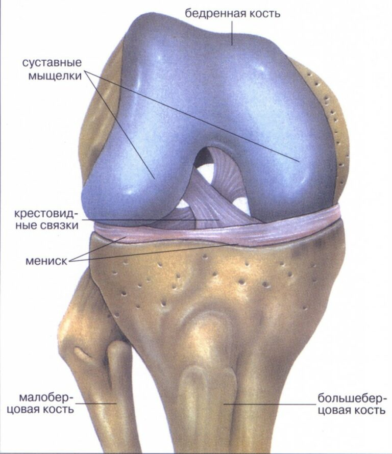 Коленно бедренный сустав. Мениски коленный сустав анатомия человека. Мениски коленного сустава анатомия разрыв. Медиальный мениск коленного сустава анатомия.