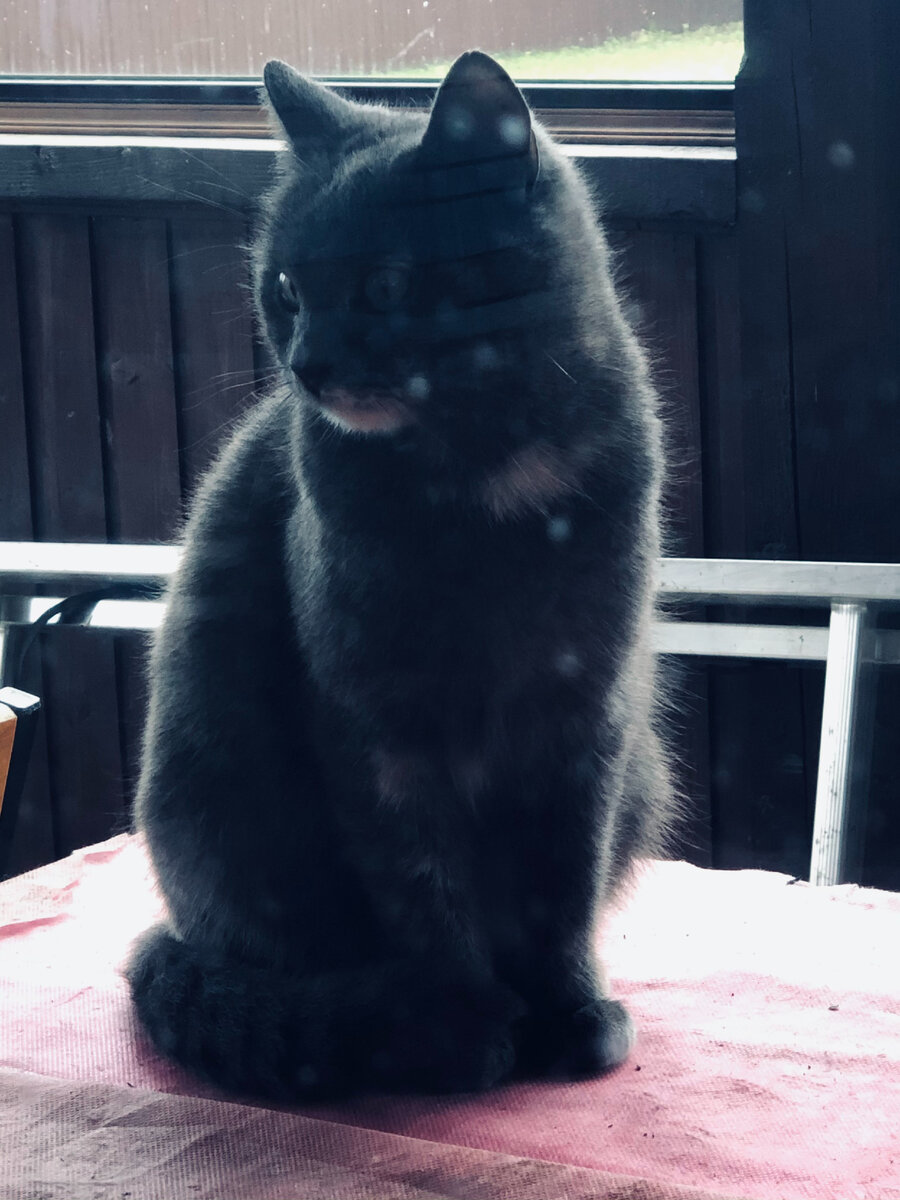 Мышка пришла позавтракать. 