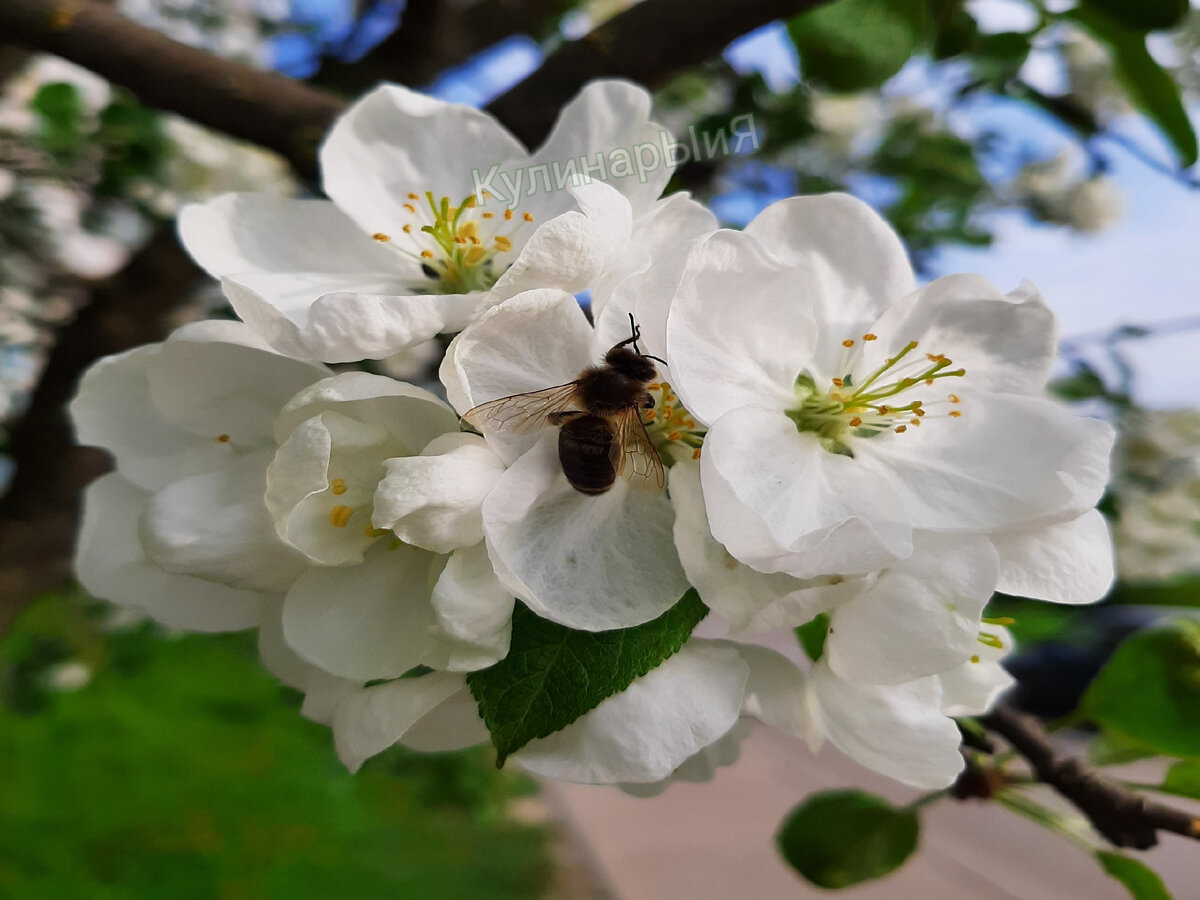 Весна. Цветы. 