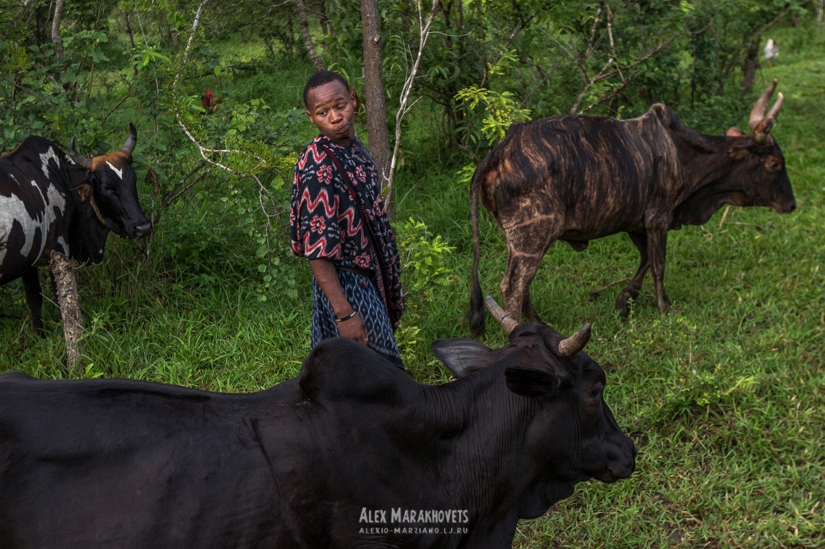 Армия по-масайски: матери отправляют детей в лес на 3 месяца после ...