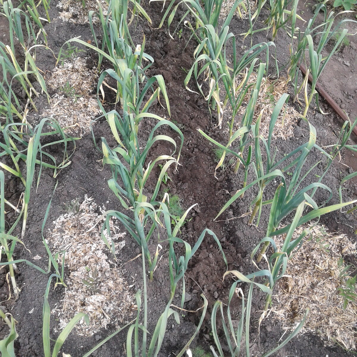 Помидорчики ещё маленькие