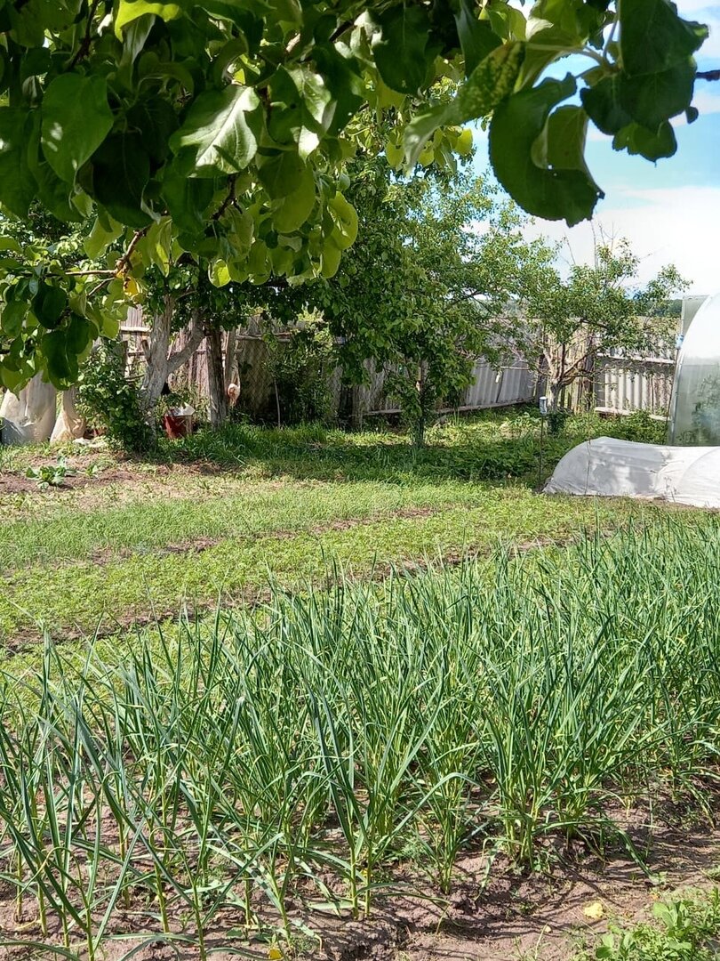 Огородик, всё только начинает расти!