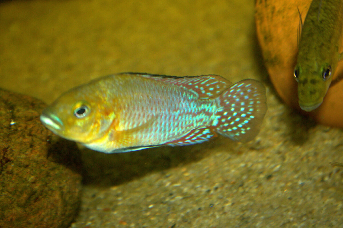 Pseudocrenilabrus nicholsi 