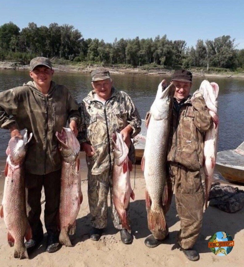 Это фото меня просто поразило! Настоящие речные крокодилы, а не щуки! Фото с одного из сайтов о рыбалке. Спасибо, автору.  