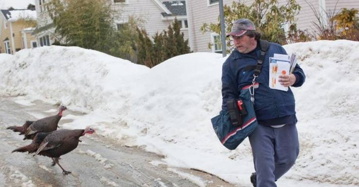 Фото из интернета. "Эй, ты кто такой? Сюда иди?" (с) индюшки. Не дикие.