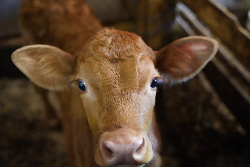 Один из наших телят, вероятнее всего Глобус. Сейчас ему 13 месяцев.