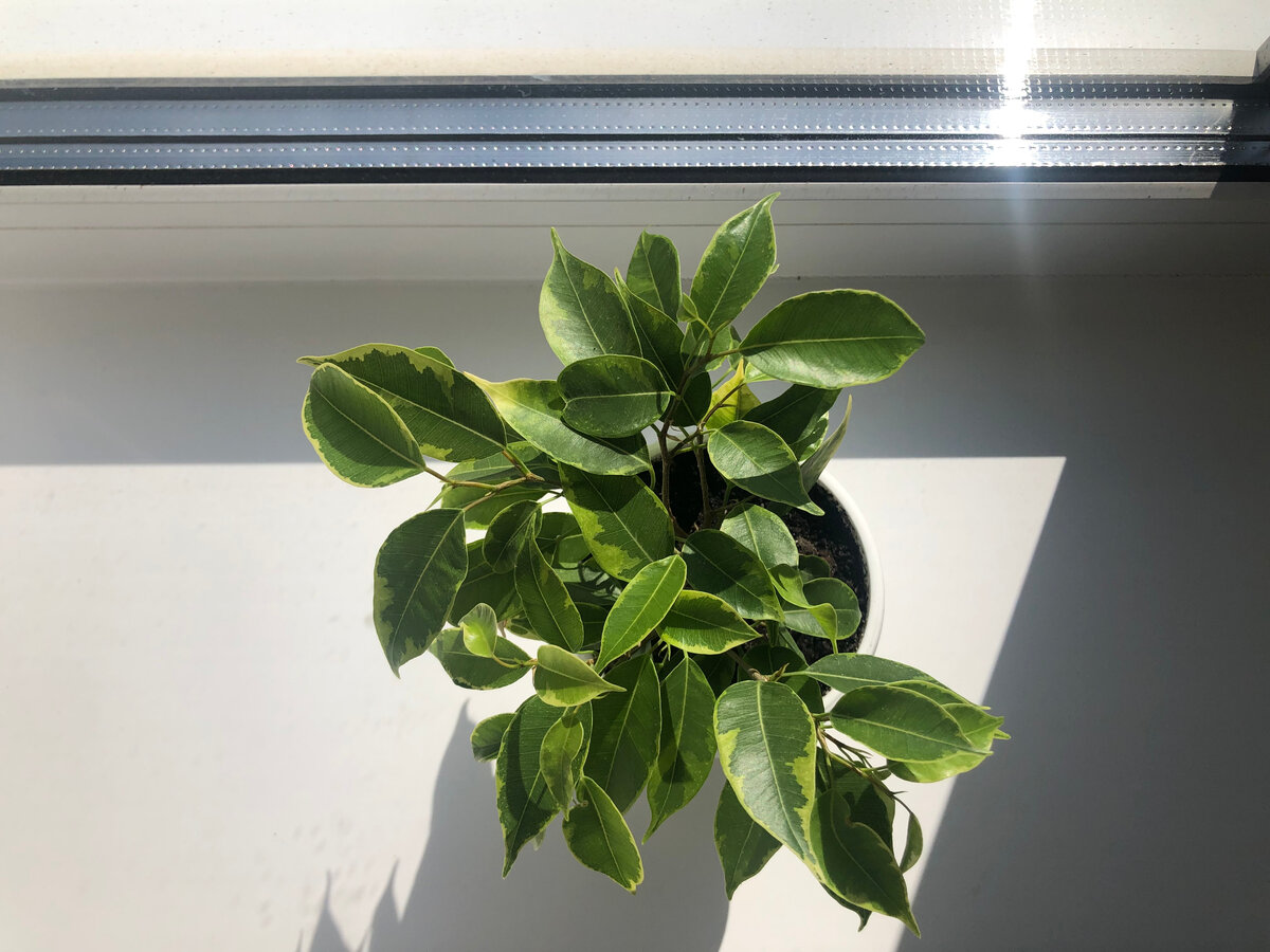 Маленькая радость)