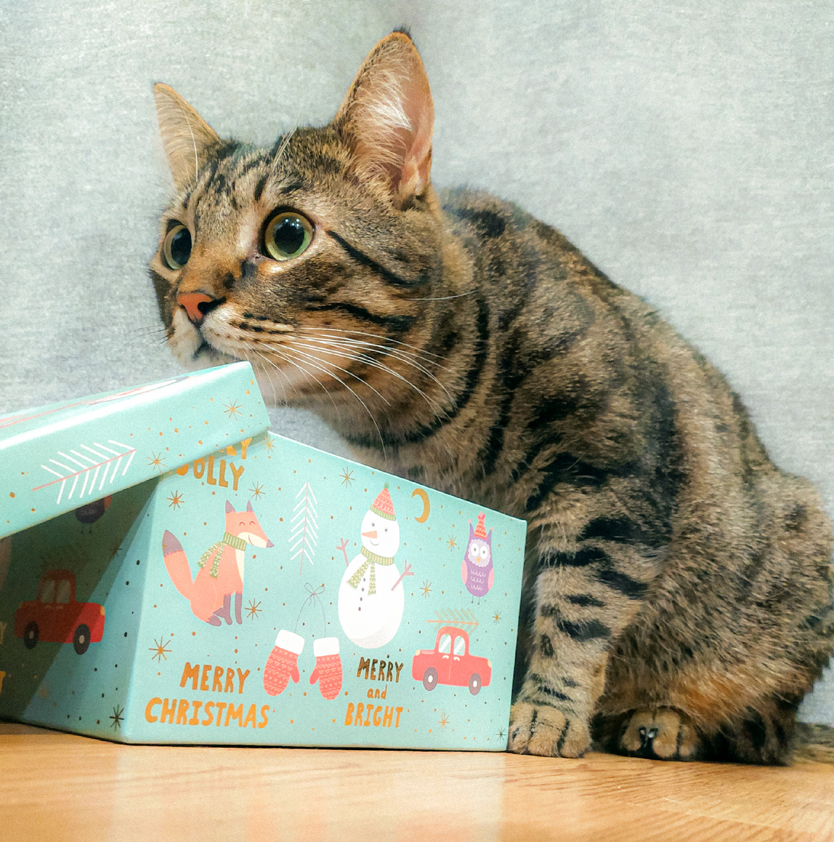котокоробочка 