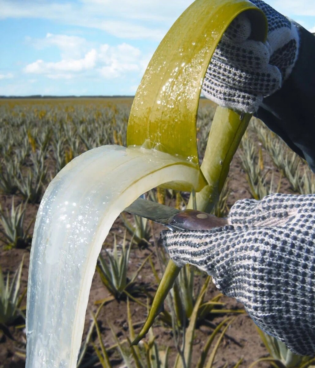 Натуральный гель Алоэ Вера LR без кожуры и алоина