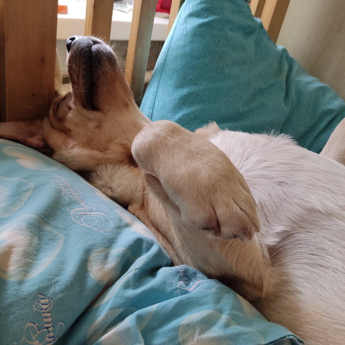 Дзен по собачьи 