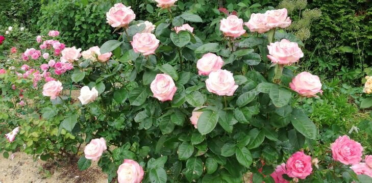 Роза Капелька розовая: особенности, характеристика, правила посадки и ухода, отзывы