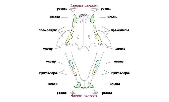 Как выглядят зубы у котят
