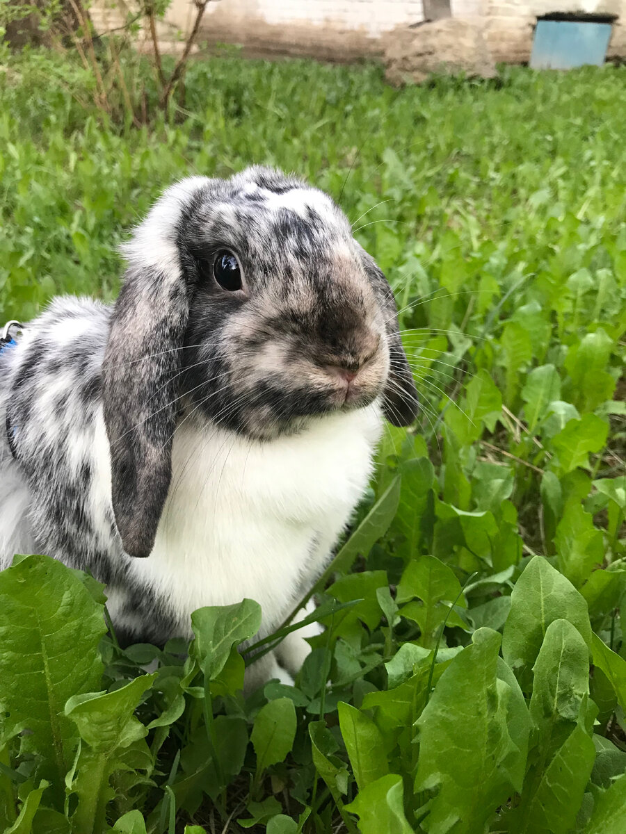 Стеша на прогулке во дворе