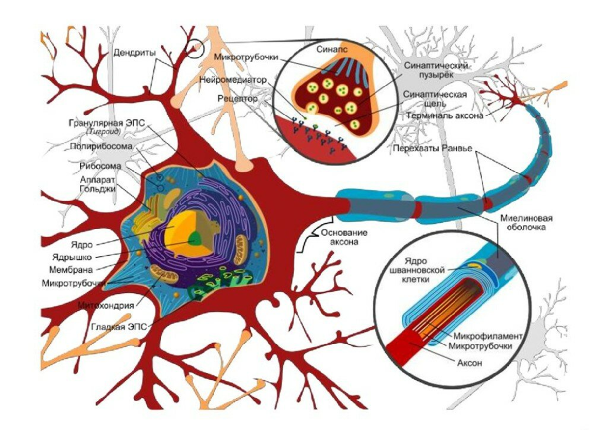 Строение нейрона.