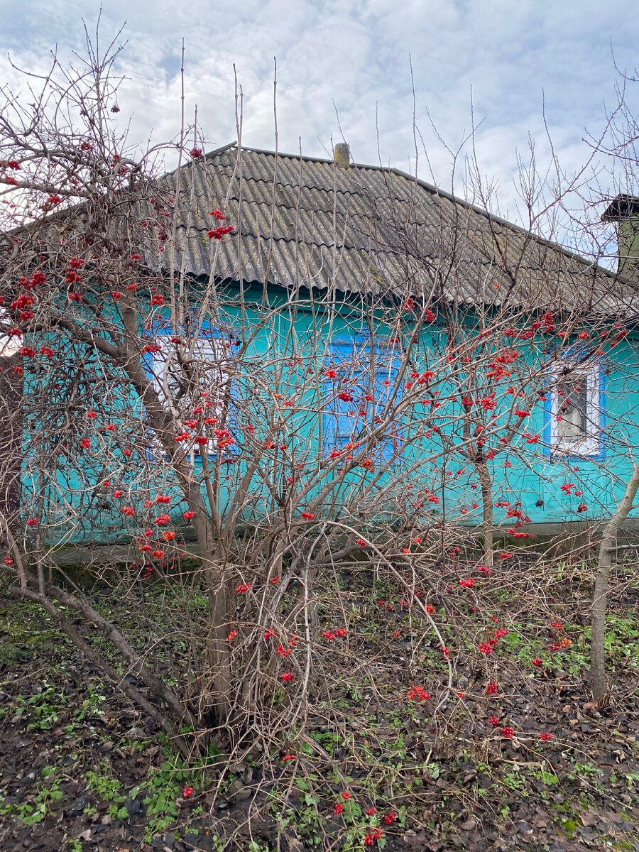 Рябина не на снегу 