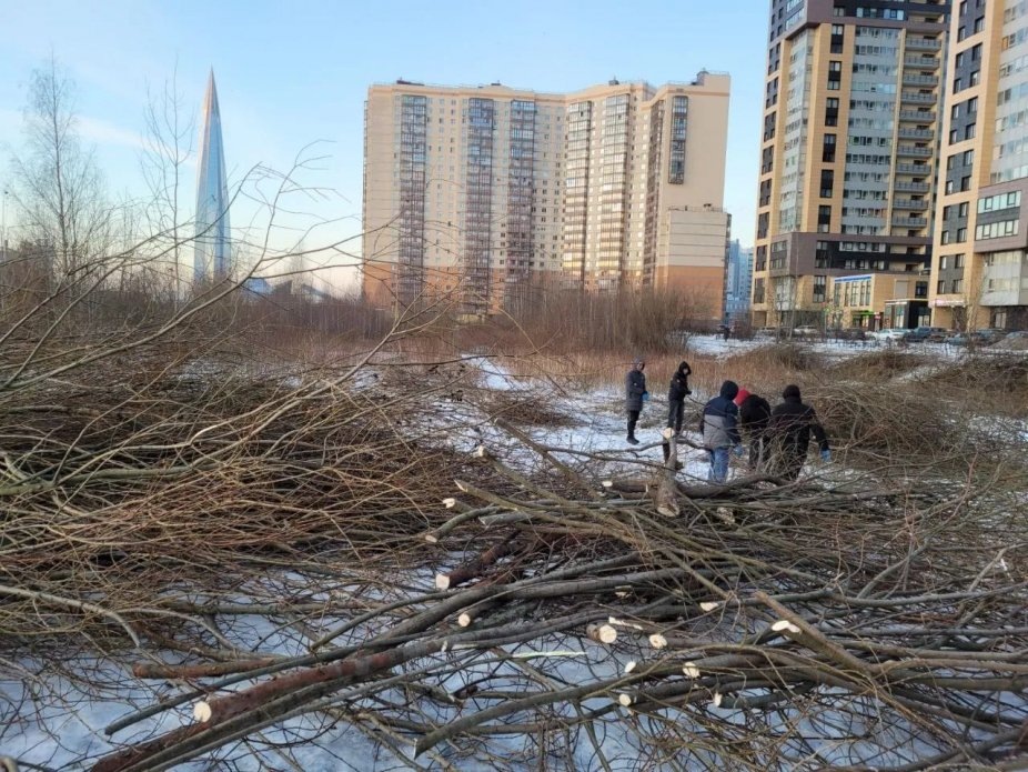 Вырубка деревьев на Мебельной улице. Фото: пресс-служба СК