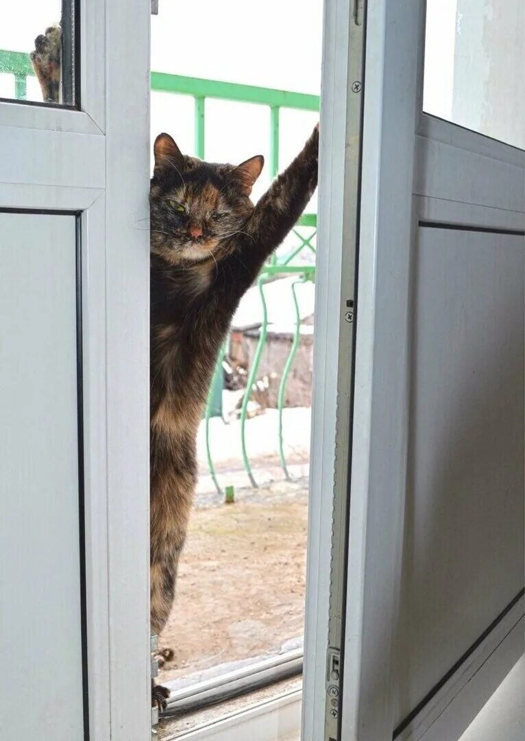я кот сижу на шкафу